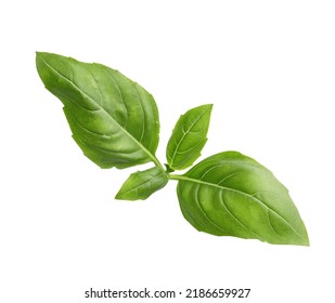 Aromatic Green Basil Sprig Isolated On White. Fresh Herb