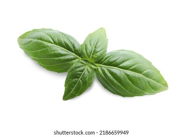 Aromatic Green Basil Sprig Isolated On White. Fresh Herb