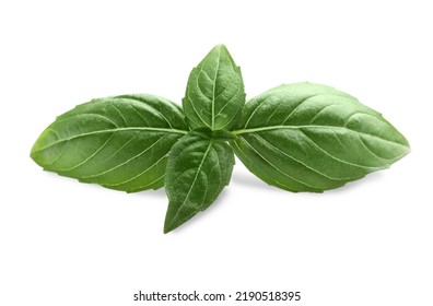 Aromatic Green Basil Sprig Isolated On White. Fresh Herb