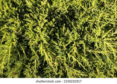 663 Juniper hedge texture Images, Stock Photos & Vectors | Shutterstock