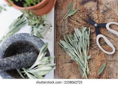 Aromatic Green Sage Leaves Herbs At Kitchen. Bunch Of Salvia And Garden Scissors On A Wooden Desk Near Stone Mortar And Pestle