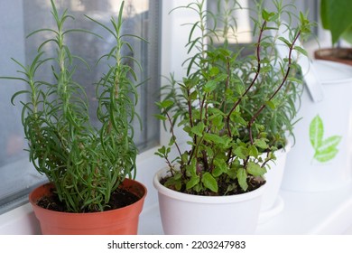 Aromatic Herbs On Window Sill