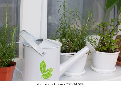 Aromatic Herbs On Window Sill