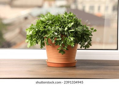 Aromatic parsley growing in pot on window sill - Powered by Shutterstock