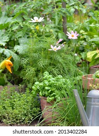 aromatic plant and basil potted growing   in a vegetable  garden with a waterning can 