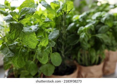 Aromatic potted mint, closeup view. Healthy herb