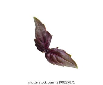 Aromatic Red Basil Sprig Isolated On White. Fresh Herb