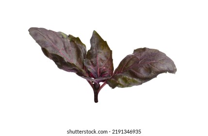 Aromatic Red Basil Sprig Isolated On White. Fresh Herb