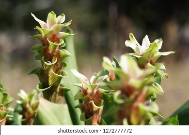 Aromatic Tumeric Or Curcuma Aromatica,