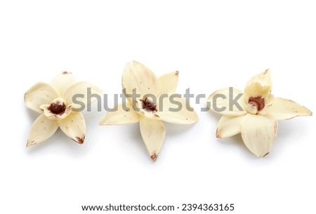Aromatic vanilla flowers on white background