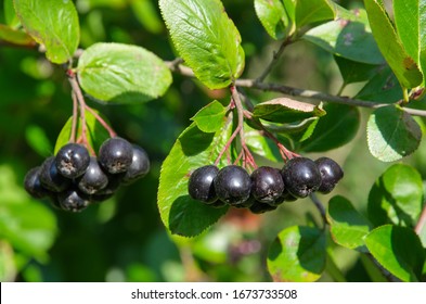 Aronia, Or Chokeberry (lat. Aronia Melanocarpa)