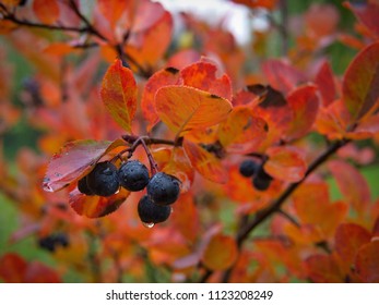 Aronia Melanocarpa Plant