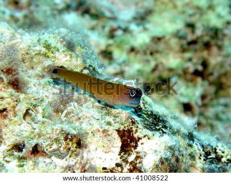 Aron's Blenny (Ecsenius aroni)