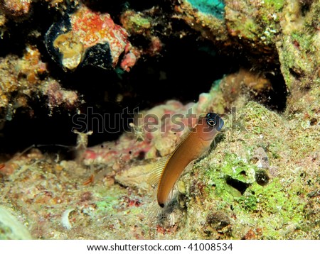 Aron's Blenny (Ecsenius aroni)