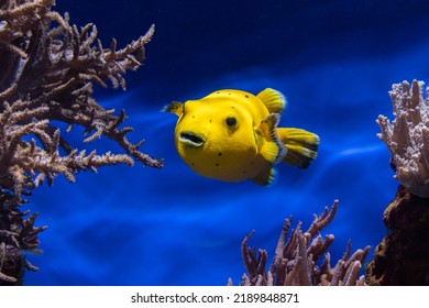 Arothron Meleagris (poisson Ballon Jaune)