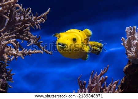 Arothron meleagris (poisson ballon jaune)