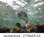 Arotnron fish. Fishes - a type of bone fish of the Osteytnes Pufferfish Tetraodontidae. Spiny Pufferfish.