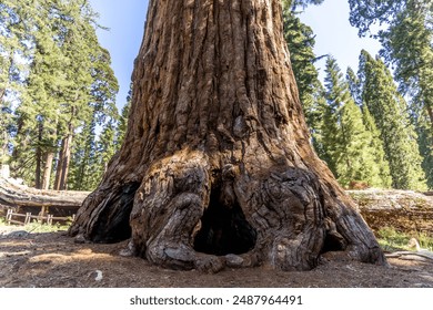 Around the base of the sequoia tree It was large and had been burnt. Some trees were hollow and many people could walk inside, at Sequoia National Park,CA,USA.
