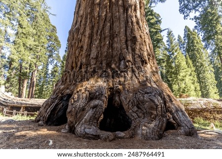 Around the base of the sequoia tree It was large and had been burnt. Some trees were hollow and many people could walk inside, at Sequoia National Park,CA,USA.