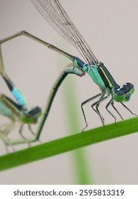 around indramayu west java indonesia on march 9 2025. a pair of blue needle dragonflies are mating on a grass stalk