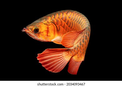 Arowana の画像 写真素材 ベクター画像 Shutterstock