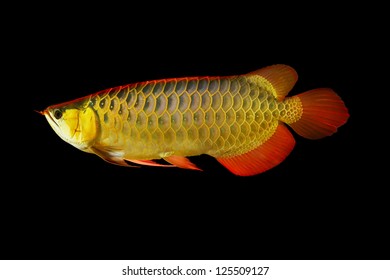 Arowana fish