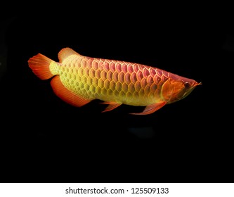 Arowana fish