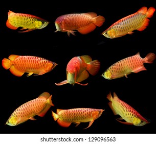 Arowana fish
