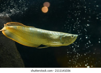 Arowana fish in the aquarium on a black background. (Osteoglossidae)
