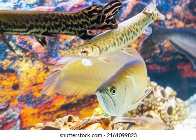 Arowana fish and armored pike swim in the aquarium.