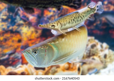 Arowana fish and armored pike swim in the aquarium.