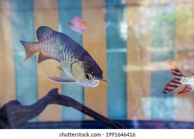  Arowana Fish Or Dragonfish In Aquarium,