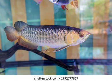  Arowana Fish Or Dragonfish In Aquarium,