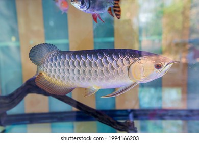  Arowana Fish Or Dragonfish In Aquarium,