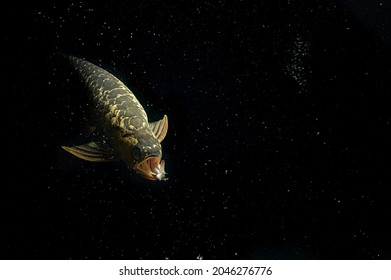 Arowana fish eating shrimp black background
