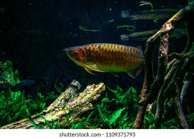 Arowana Fish New England Aquarium Boston Stock Photo 1109371793 ...