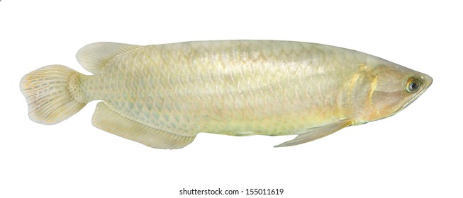 The Arowana fish (Osteoglossum biccirhosum) isolated on white.