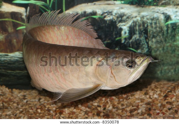 Arowana fish (whole\
body).