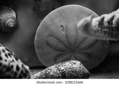 An Arraignment of Shells