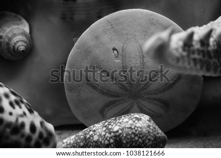 An Arraignment of Shells
