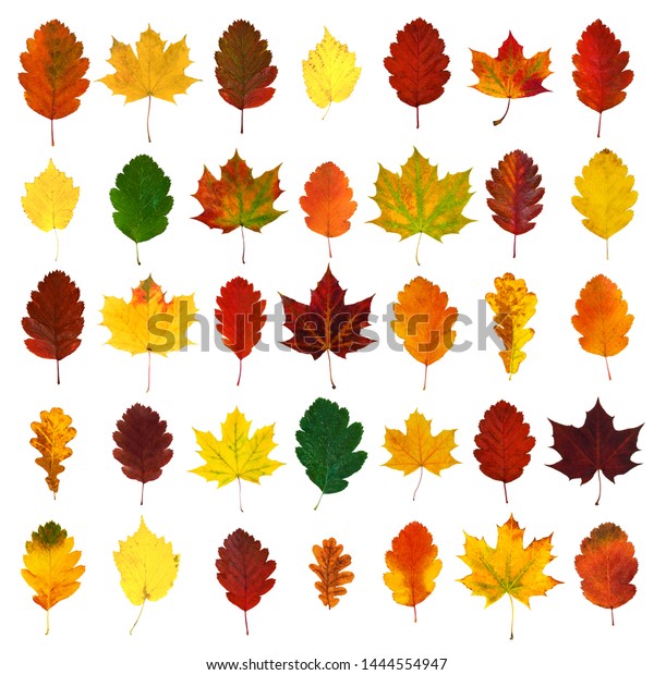 Arranged Colorful Yellow Red Orange Green Stock Photo 1444554947 ...