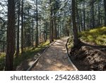 Arranged path through the pine forest. Hiking trail through a pine forest. 