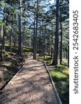 Arranged path through the pine forest. Hiking trail through a pine forest. 