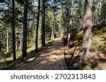 Arranged path through the pine forest. Hiking trail through a pine forest. 