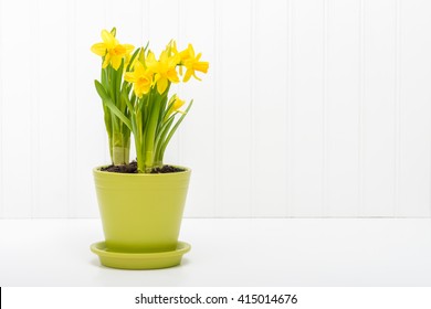 Arrangement of beautiful daffodils planted in a green flower pot.
