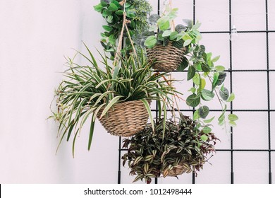 Arrangement Of Hanging Wicker Flowerpots With Green House Plants Against Decorative Black Grid.