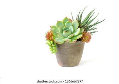 Arrangement Of Red Green Echeveria And Zebra Plant Succulent Flowering Houseplants In Clay Pot Planter Whtie Background