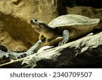 Arrau turtle Podocnemis expansa, South American Amazon river turtle.