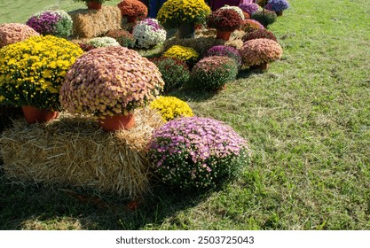 An array of beautiful multi colored mums lined up and ready for purchase. The flowers are displayed on bales of straw on a green lawn in Missouri.