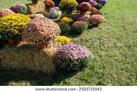 An array of beautiful multi colored mums lined up and ready for purchase. The flowers are displayed on bales of straw on a green lawn in Missouri.